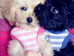 -西安京西宠物医院·瘫痪·疑难杂症