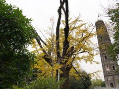 -上海佘山国家森林公园天马山园