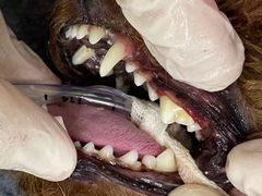 -爱妮康宠物医院·干细胞免疫细胞·肿瘤·心脏(张江店)