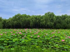 -东郊湿地公园