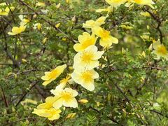 -洛阳市隋唐城遗址植物园