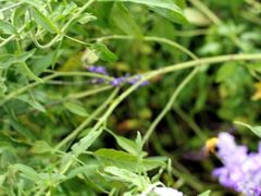 -北京东方普罗旺斯薰衣草庄园