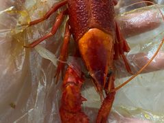 -蚝翅·海鲜粥·烧烤·宁夏滩羊季(玉米楼店)