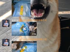 -立德动物医院·重症转诊·24H夜诊·CT·心脏彩超(顺德中心分院)