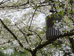 -西湖外事游船(花港观鱼码头)