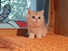 -欣宠猫屋·矮脚拿破仑·蓝金金渐层