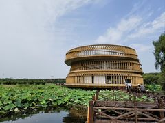 -荷塘月色湿地公园·向阳花洲