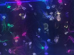 -海合安成都极地海洋公园