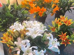 -循礼门鲜花花市(武汉循礼门店)