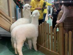 -藦茜花园宠物主题亲子互动体验馆(国顺东路店)