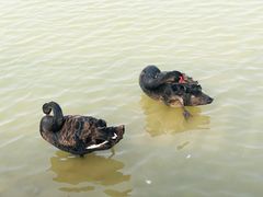 -荷兰花海
