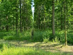 -黄海国家森林公园