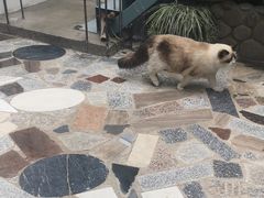 -喵屿·大理花园猫咖