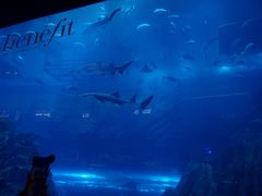 -迪拜水族馆及水下动物园