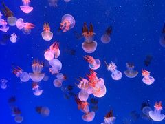 -海合安青岛极地海洋公园