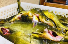 Firewood Yellow Catfish