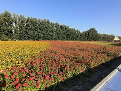 -金塔沙漠胡杨林景区
