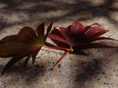 -云南师范大学(一二一西南联大校区)