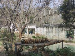 -成都动物园