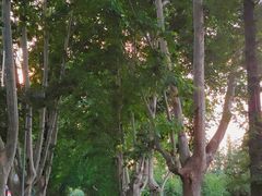 -柳树湾风景区
