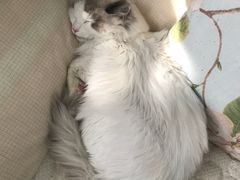 -北京观赏动物医院·24小时大型综合·猫专科·异宠专科
