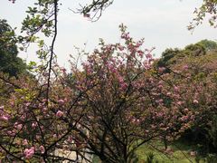 -南山植物园