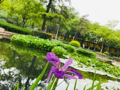 -红梅公园