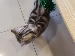 -平行世界·猫咖(首经贸店)