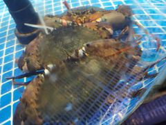 大大的肉蟹-吉源大排档·鱼生·海鲜(烧烤彩印厂店)