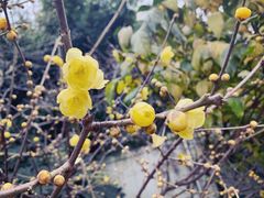 -无锡梅园公园