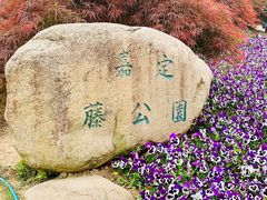 -嘉定紫藤园
