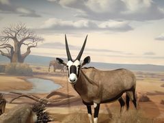 -陕西自然博物馆