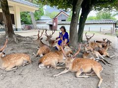 -奈良公园