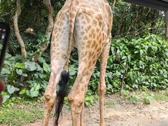 -广州长隆野生动物世界