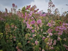 -中国天府农业博览园