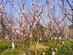 -上海海湾国家森林公园