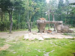 景观位-上海野生动物园老虎餐厅
