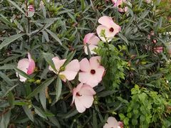 -深圳国际园林花卉博览园