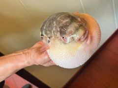 -长顺河豚馆(江洲东路)