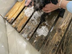 -瑞鹏瑞爱宠物医院·全科·猫科·血液透析中心(龙头寺店)