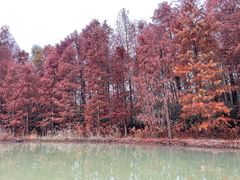 -上海海湾国家森林公园