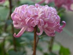 -杭州植物园