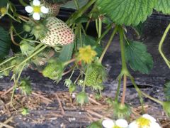 -恒绿农产品草莓采摘园