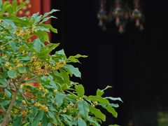-颐和园