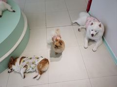 -怪兽屋·羊驼·猫咖·狗咖(俊华广场店)