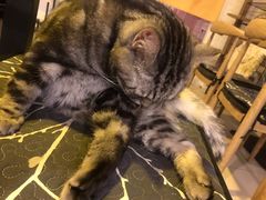 -平行世界·猫咖(首经贸店)
