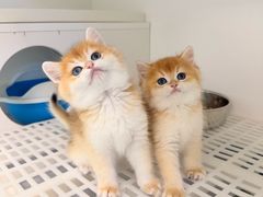 -lincat·猫舍(广州店)