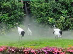 -广州长隆飞鸟乐园