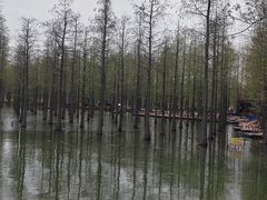 -泗洪洪泽湖湿地景区