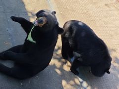-西霞口神雕山野生动物世界